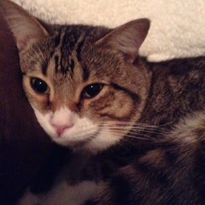 Meet your Posher, Molly